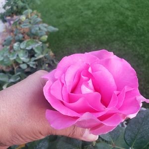 For GHL only